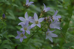 Campanula lactiflora 'Prichard's Variety' bestellen